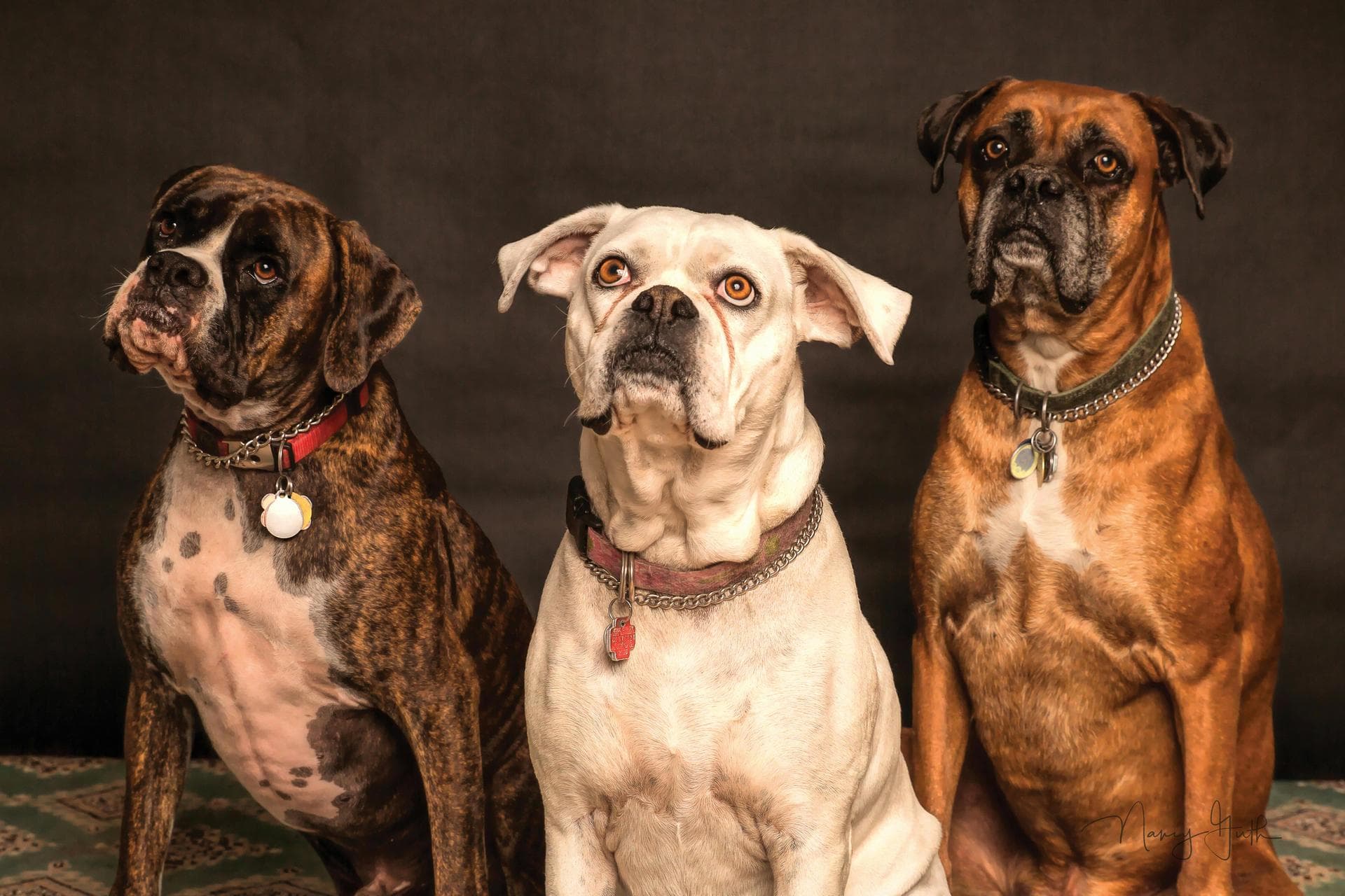 Dog & Cat Vets in Silver Spring